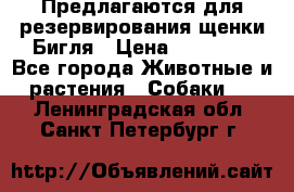 Предлагаются для резервирования щенки Бигля › Цена ­ 40 000 - Все города Животные и растения » Собаки   . Ленинградская обл.,Санкт-Петербург г.